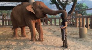 Elle S'approche De L'éléphant Et Commence à Chanter: Voici Comment L'animal Réagit ... Wow! │MiniBuzz