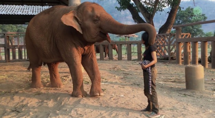 Elle S’approche De L’éléphant Et Commence à Chanter: Voici Comment L’animal Réagit … Wow!