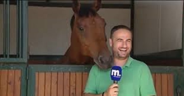 Le cheval perturbe l’enregistrement du reportage TV : la réaction du journaliste va vous faire sourire
