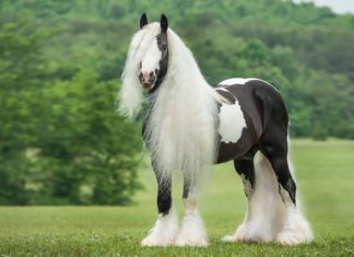 Crinière record : la beauté de ce cheval va vous scotcher à l'écran