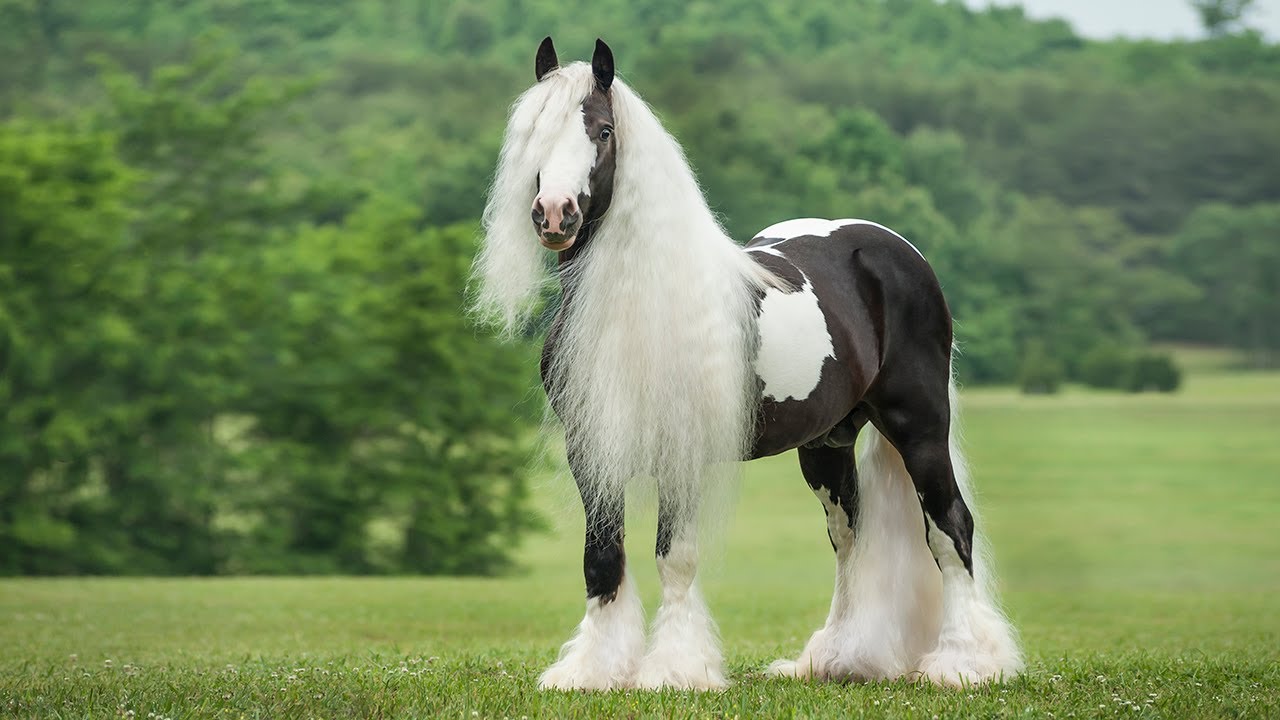 Crinière record : la beauté de ce cheval va vous scotcher à l’écran