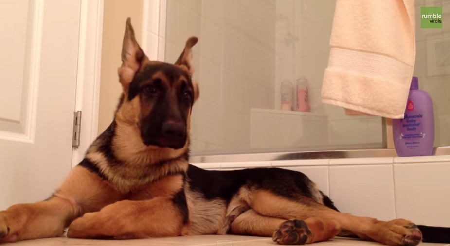 Son maître chante sous la douche : la réaction du gros chien est irresistible!