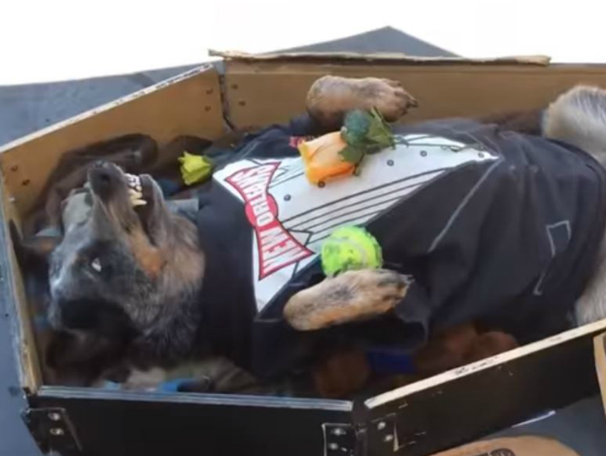 Il fait semblant d’être mort pour aider son maître : cette vidéo montre que le chien est le meilleur ami de l’homme