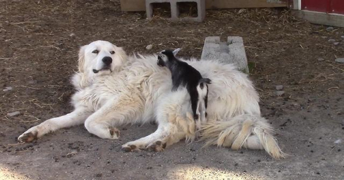 Un chien de berger et une petite chèvre : leur amitié vous fera sourire