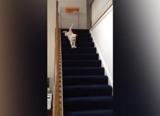 Ce chiot veut descendre les escaliers, mais sa manière de le faire est trop drôle!│ MiniBuzz