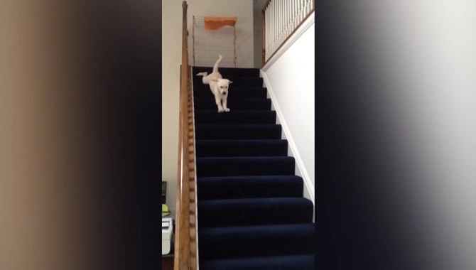 Ce chiot veut descendre les escaliers, mais sa manière de le faire est trop drôle!