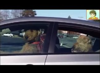 Quelqu'un a laissé des chiens dans la voiture, regardez celui qui est devant... Wow!