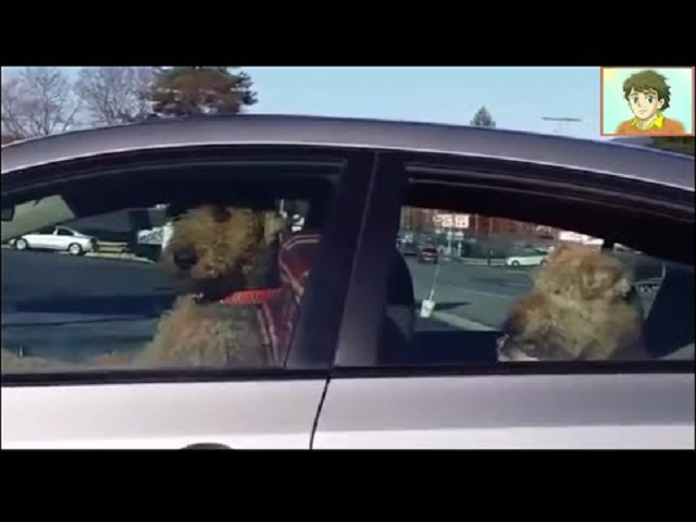 Quelqu’un a laissé des chiens dans la voiture, regardez celui qui est devant… Wow!