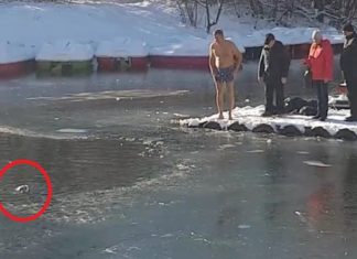 Le chien se noie dans le lac gelé. Ce que fait cet homme fait de lui un héros.│MiniBuzz