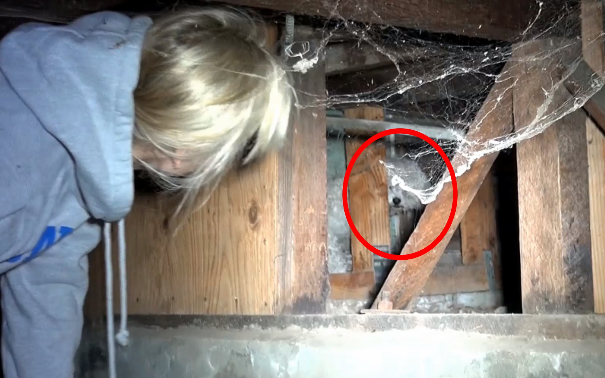 Ils trouvent un chien enfermé dans le sous-sol : le sauvetage va vous tenir en haleine!