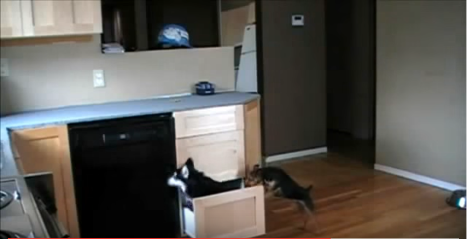 2 chiens ouvrent un tiroir dans la cuisine… Ce qu’ils vont faire va laisser leur maître bouche bée!
