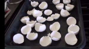 Lorsque Vous Comprendrez Pourquoi Il Fait Cuire Des Coquilles D'œufs, Vous Ne Les Jetterez Plus! | Minibuzz