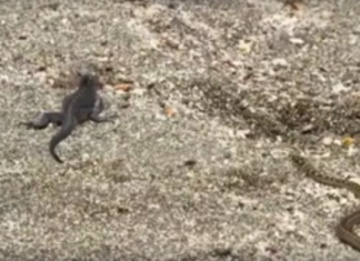 L’iguane traqué par les serpents : cette vidéo a tenu des millions de personnes en haleine
