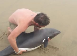 Ne manquez pas le sauvetage fascinant de ce beau dauphin échoué.│ MiniBuzz
