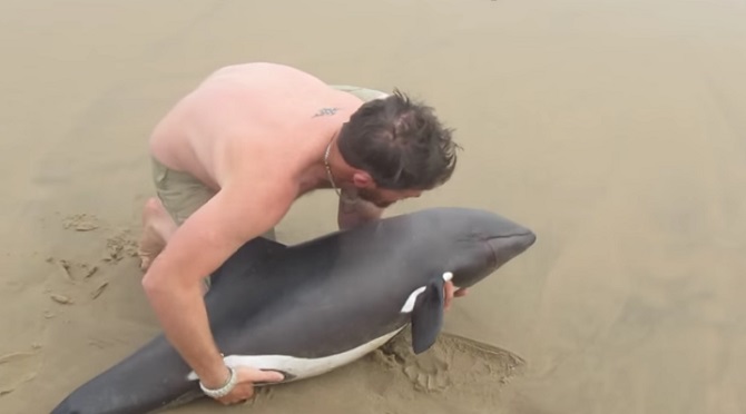 Ne manquez pas le sauvetage fascinant de ce beau dauphin échoué.