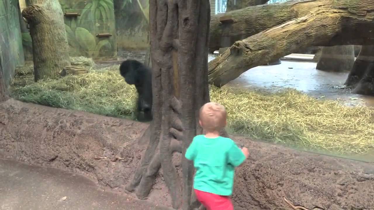 L’enfant observe le gorille : ce qu’il se passe après surprend tout le monde!