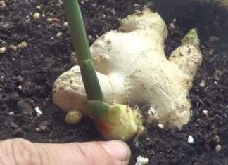 Apprenez comment cultiver du gingembre à la maison, même si vous n’avez pas de jardin.│MiniBuzz