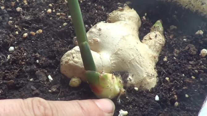 Apprenez comment cultiver du gingembre à la maison, même si vous n’avez pas de jardin.