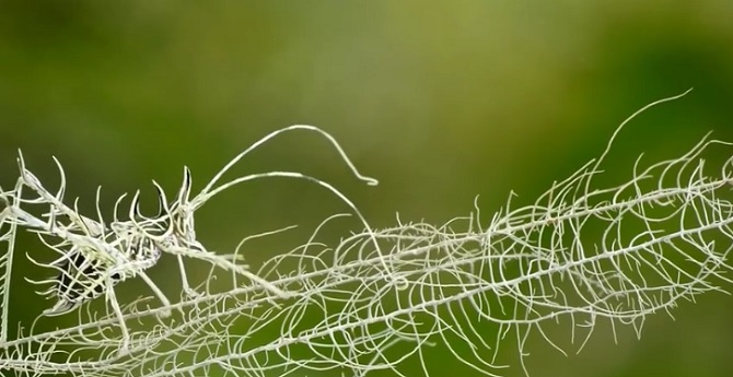 Leçon de camouflage : voici l’insecte qui, en présence du lichen… disparaît!