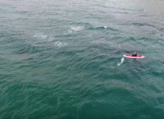 Il descend du kayak et se jette dans l'eau. Qui se joint à lui? Extraordinaire.│MiniBuzz