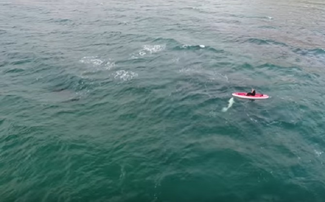 Il descend du kayak et se jette dans l’eau. Qui se joint à lui? Extraordinaire.