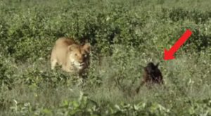 Une Lionne Capture Un Bébé Gnou, Mais La Scène Qui Suit N'est Pas Ce Que Vous Attendez | Minibuzz