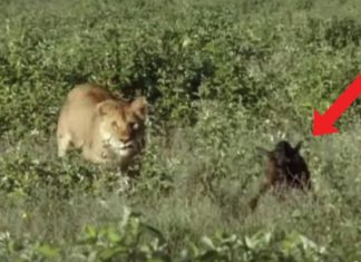Une Lionne Capture Un Bébé Gnou, Mais La Scène Qui Suit N'est Pas Ce Que Vous Attendez | Minibuzz