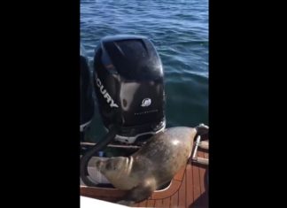 Un phoque saute sur leur barque: Quand vous comprendrez pourquoi vous serez surpris.│ MiniBuzz