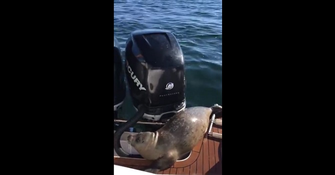 Un phoque saute sur leur barque: Quand vous comprendrez pourquoi vous serez surpris.