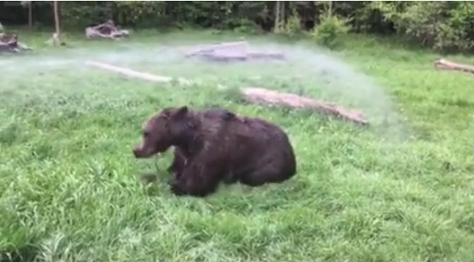 Un ours se retrouve face à un arroseur. Un véritable spectacle. À voir.