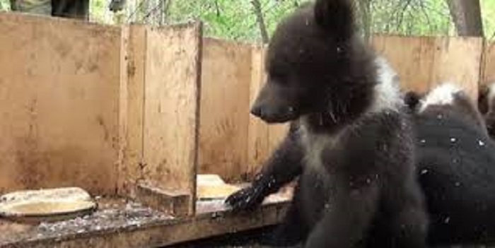 Les bénévoles d’un refuge nourrissent les ours orphelins : voilà ce qui se passe tous les jours !