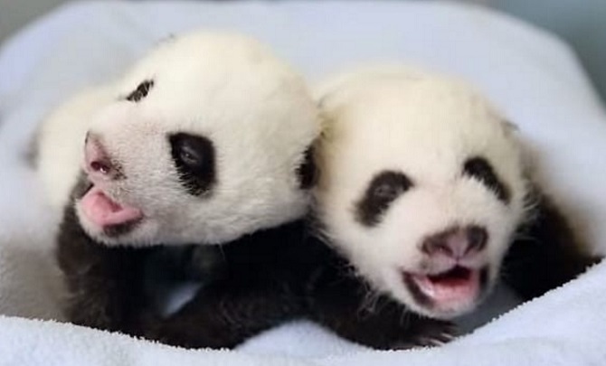 Maman panda vient de donner naissance. Ce qu'il se passe juste après est une surprise pour tout le monde.│MiniBuzz