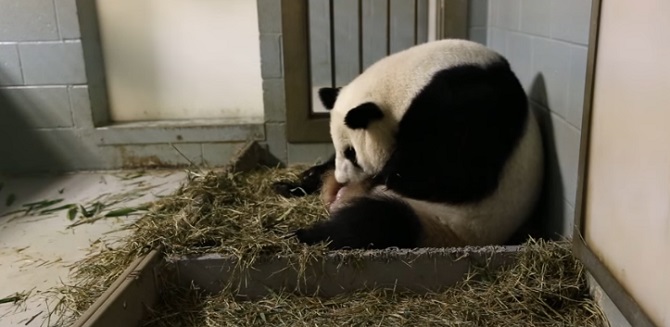 Maman panda vient de donner naissance. Ce qu’il se passe juste après est une surprise pour tout le monde.