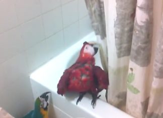 Quand il entre dans la salle de bain il trouve ses perroquets: Ce qu'ils font est hilarant!│ MiniBuzz