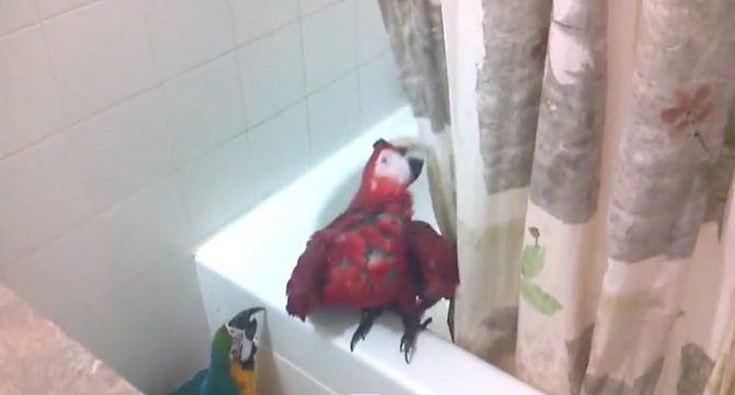 Quand il entre dans la salle de bain, il trouve ses perroquets: Ce qu’ils font est hilarant!