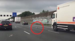 Alors Qu'il Voyage Sur L'autoroute, Il Remarque Un Pigeon Parmi Les Voitures: Vous Ne Croirez Pas Ce Qu'il Fait! | Minibuzz