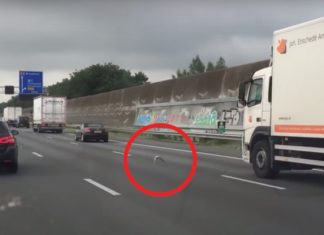 Alors Qu'il Voyage Sur L'autoroute, Il Remarque Un Pigeon Parmi Les Voitures: Vous Ne Croirez Pas Ce Qu'il Fait! | Minibuzz