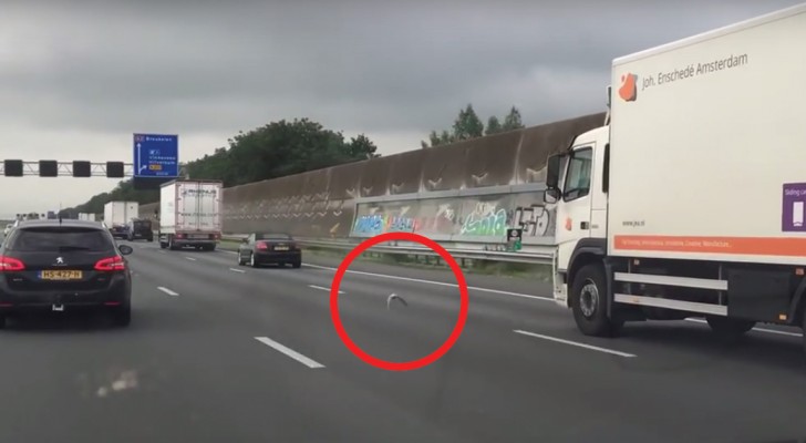 Alors Qu’il Voyage Sur L’autoroute, Il Remarque Un Pigeon Parmi Les Voitures: Vous Ne Croirez Pas Ce Qu’il Fait!