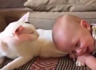Ils ne savaient pas comment aurait réagi le chat adopté devant leur bébé... Voici leur rencontre