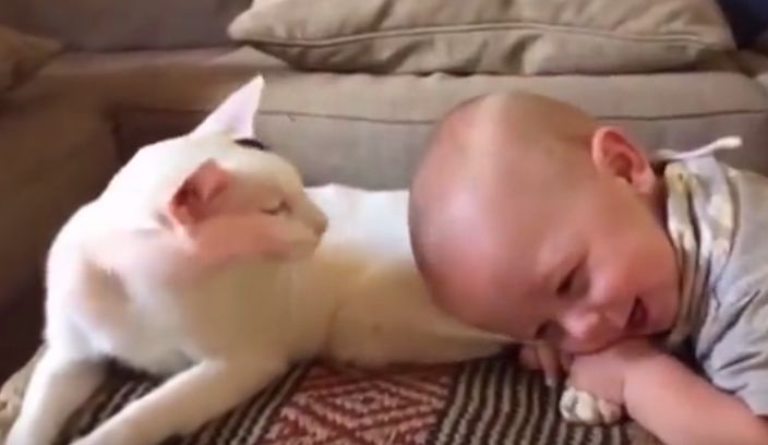 Ils ne savaient pas comment aurait réagi le chat adopté devant leur bébé… Voici leur rencontre