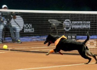 Des chiens pris dans la rue sont amenés sur le terrain de tennis : la raison vous fera sourire