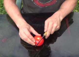 Il Coupe La Tomate En Tranches Et L'enterre : Voici Comment Se Passer Des Tomates Du Supermarché
