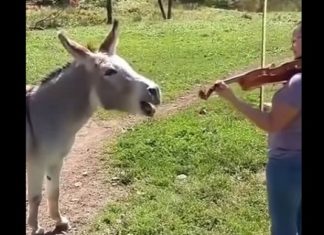 Elle commence à jouer du violon, mais elle ne s'attend pas à cette réaction de l'âne !│MiniBuzz