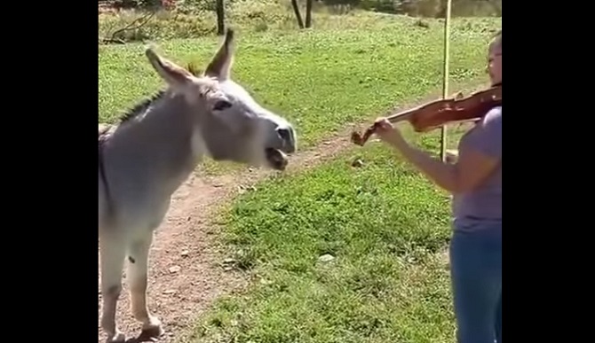 Elle commence à jouer du violon, mais elle ne s’attend pas à cette réaction de l’âne !