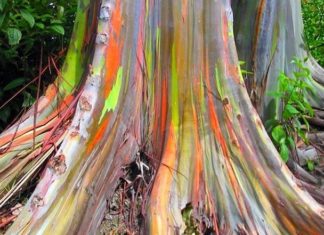L'eucalyptus arc-en-ciel : un arbre fou aux couleurs irréelles ! │ MiniBuzz