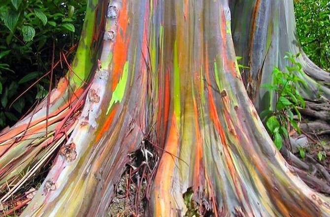 L’eucalyptus arc-en-ciel : un arbre fou aux couleurs irréelles !