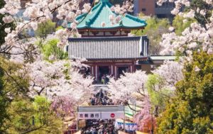Hanami : l'événement national japonais qui célèbre la floraison printanière ! │ MiniBuzz
