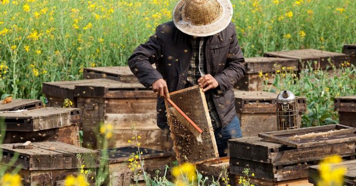 Dans un pays sans pesticides, les abeilles cubaines sont en pleine forme ! │ MiniBuzz