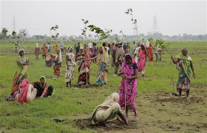 Inde : 50 millions d'arbres plantés en une seule journée. │MiniBuzz
