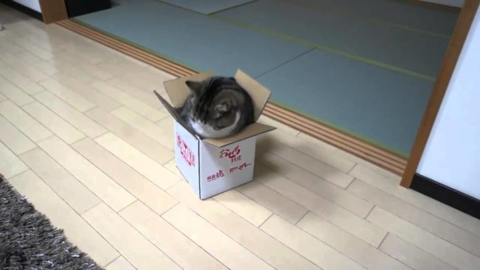 Un chat et sa boîte : les tentatives qu'il fait pour y entrer vous feront bien rire !